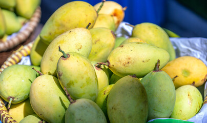 Fresh mangos in market with good arrange sort. mango is a popular tropical fruit, also for eat with sticky rice