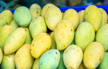 Fresh mangos in market with good arrange sort. mango is a popular tropical fruit, also for eat with sticky rice