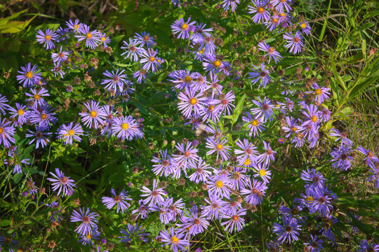 Closeup of purple Michaelmas daisy flowers, Aster amellus Rudolf goethe, in a garden.