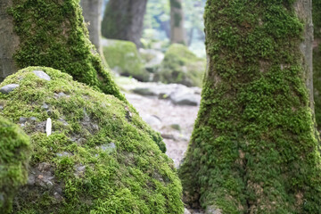 Fototapeta na wymiar Green moss on forest stones and trees