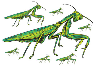 hand drawn  locust insecta color