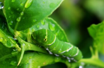 ライムの葉を食べてすくすく成長するイモムシ　　蝶の幼虫　夏の日