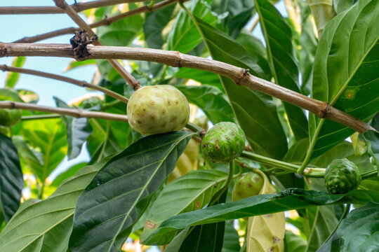 Mengkudu (Morinda citrifolia) fruits which are used for traditional medicine to cure some ill symptoms. Other names for this plant are noni, nonu, nono, ungcoikan, and ach.