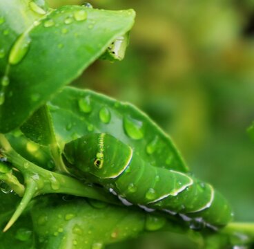 ライムの葉を食べてすくすく成長するイモムシ　　蝶の幼虫　夏の日