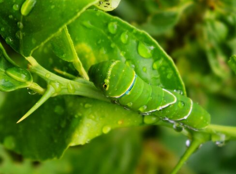 ライムの葉を食べてすくすく成長するイモムシ　　蝶の幼虫　夏の日