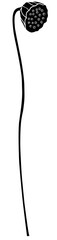 lotus stalk illustration
