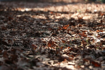 Falling autumn leaves in the forest