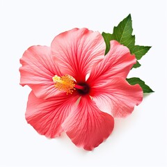 Hibiscus in white background