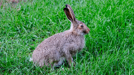 A rabbit in meadow