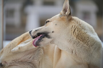 Dogs lick, gnaw, sheep, scratch due to itching. from fungi, bacteria, yeast, along the crotch area of the toes Sometimes they even put it in their mouth. may cause various pathogens ingest