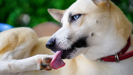 Dogs lick, gnaw, sheep, scratch due to itching. from fungi, bacteria, yeast, along the crotch area of the toes Sometimes they even put it in their mouth. may cause various pathogens ingest