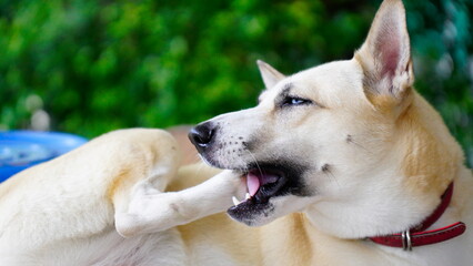 Dogs lick, gnaw, sheep, scratch due to itching. from fungi, bacteria, yeast, along the crotch area of the toes Sometimes they even put it in their mouth. may cause various pathogens ingest