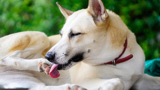 Dogs lick, gnaw, sheep, scratch due to itching. from fungi, bacteria, yeast, along the crotch area of the toes Sometimes they even put it in their mouth. may cause various pathogens ingest