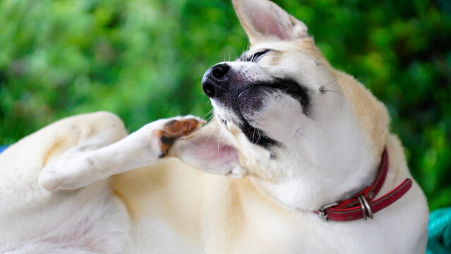Dogs lick, gnaw, sheep, scratch due to itching. from fungi, bacteria, yeast, along the crotch area of the toes Sometimes they even put it in their mouth. may cause various pathogens ingest
