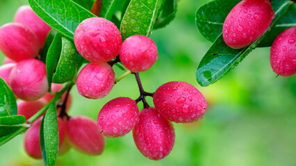 Bengal-Currants or Christ's Thorn , They are round, slightly oval, and dark red when ripe and fragrant . Tasty, sour, astringent, delicious.