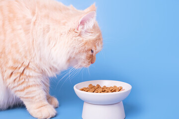 Striped ginger cat eats meat food from gray bowl on blue background close-up.
