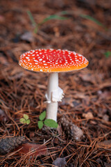 Inedible, poisonous mushroom is a red fly agaric. Beautiful forest background with a red mushroom close-up. 