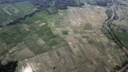 Fototapeta premium Aerial view, landscape of rice fields natural conditions typical of tropical season.