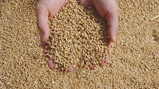 Ripe wheat grains texture. Harvesting and farming,pouring wheat grains by hand.