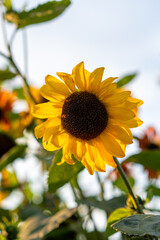 A beautiful sunflower with long yellow petals in the field. Calm tranquil moment in countryside. Sunflower growing in evening field. Atmospheric summer wallpaper, space for text