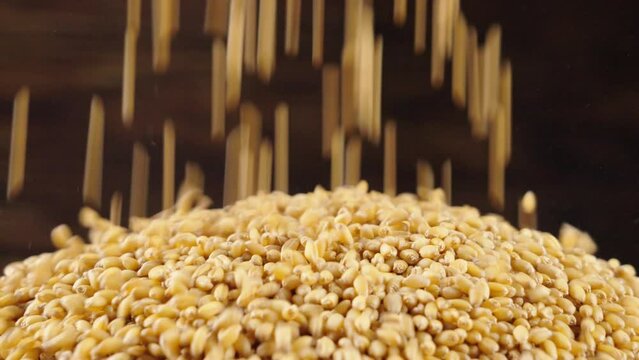 Ripe wheat grains texture. Harvesting and farming