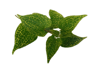 The green leaves have a pattern of yellow dots all over the leaf, looking natural. Beautiful vintage style