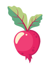 radish fresh vegetable icon