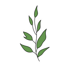 Seaweed illustration
