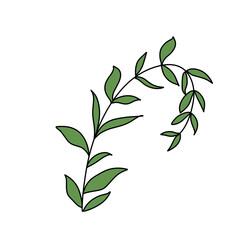 Seaweed illustration