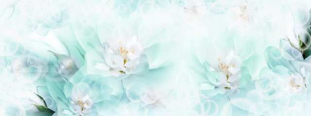 Jasmine  flowers. Floral spring background.  Close-up.  Nature.