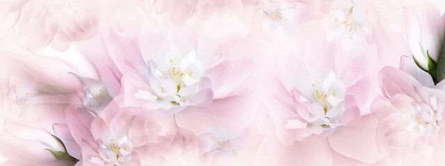 Fototapeta na wymiar Jasmine white-pink flowers. Floral spring background. Close-up. Nature.