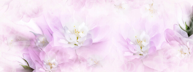 Jasmine  flowers. Floral spring background.  Close-up.  Nature.