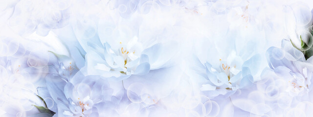 Jasmine  white-blue   flowers. Floral spring background.  Close-up.  Nature.