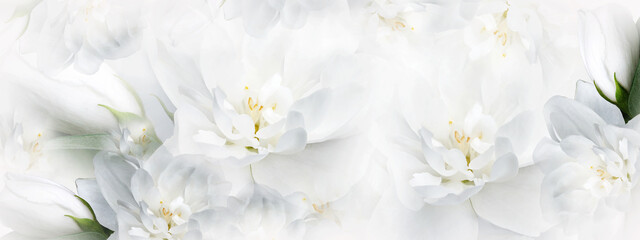 Naklejka na ściany i meble Jasmine white flowers. Floral spring background. Close-up. Nature.