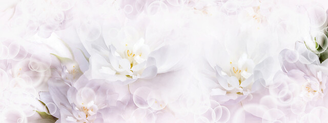 Fototapeta na wymiar Jasmine flowers. Floral spring background. Close-up. Nature.