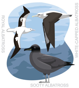 Cute Bird Royal Albatross Set Cartoon Vector