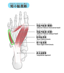 短小趾屈筋の位置がわかる足裏のイラスト