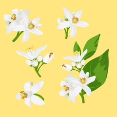 Set of Orange jasmine flowers isolated on a white background. vector illustration.
