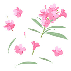 Set of Oleander flowers isolated on a white background. vector illustration.