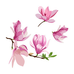 Set of Magnolia flowers isolated on a white background. vector illustration.