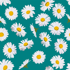 A seamless pattern of Daisy flowers. vector illustration.