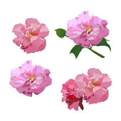 Set of Cotton rose flower isolated on white backgroun. vector illustration.