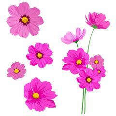 Set of Cosmos flower isolated on white background. vector illustration.