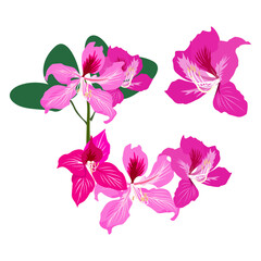 Set of Bauhinia flower isolated on a white background. vector illustration.