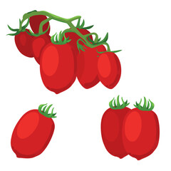 Set of Tomatoes isolated on a white background. vector illustration.