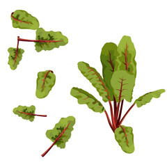 Set of Chard isolated on a white background. vector illustration.
