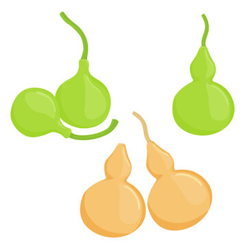 Set of Calabash or Bottle gourd (Lagenaria siceraria) isolated on a white background. vector illustration.