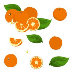 Set of Orange fruits isolated on a white background. vector illustration.