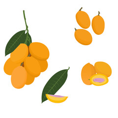 Set of Marian plum fruits isolated on a white background. vector illustration.