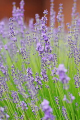 lavender flowers in the field